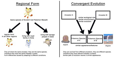 Wiglett and Convergent Evolution Concept Explained