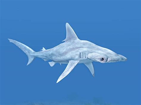 70+ Hammerhead Shark Attack Stock Photos, Pictures & Royalty-Free Images - iStock