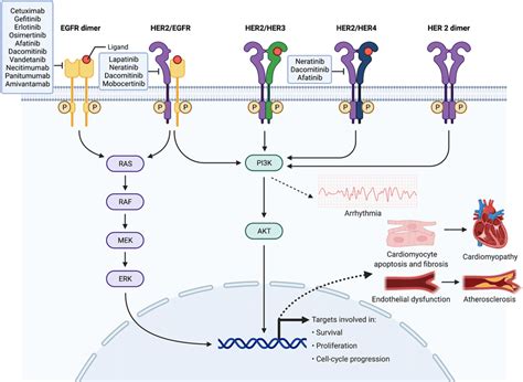 Mechanisms of small molecule/monoclonal antibody EGFR tyrosine kinase... | Download Scientific ...