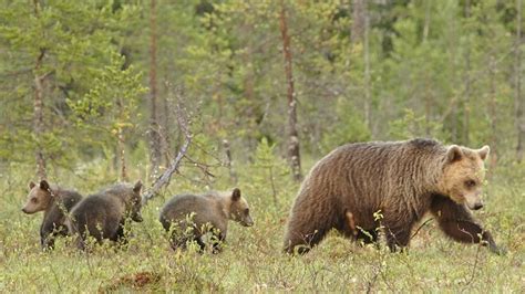 Grizzly Bear Cubs And Mother