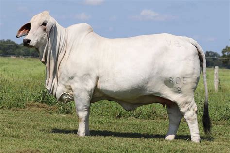 Brahman Cattle Features - BRC Ranch