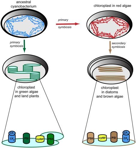 Evolution of thylakoid membrane organization and composition.... | Download Scientific Diagram