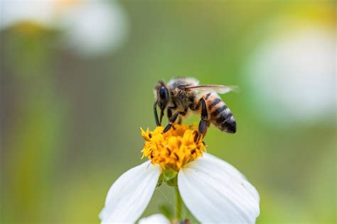 The Best Macro Lenses for Nikon