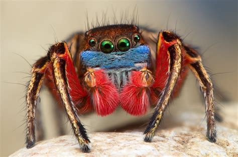 Meet The Largest Jumping Spider In The World AZ Animals