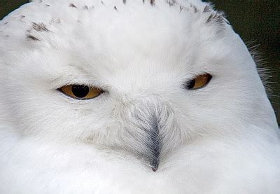 Snowy Owl Facts and Adaptations - Bubo scandiacus / scandiaca