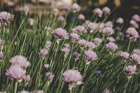 Lavender Flower Field · Free Stock Photo