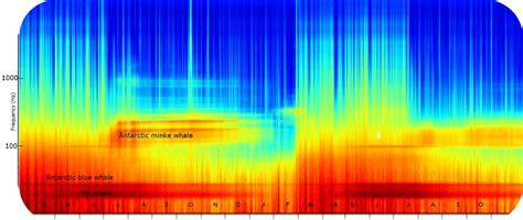 Antarctic blue whales and fin whales: acoustic program — Australian Marine Mammal Centre