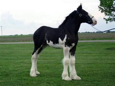 17 Best images about Clydesdale Foal Ref on Pinterest | Horses for sale, Drums and Places