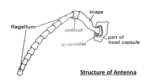 Insect Antennae: Structure, Functions and Their Modifications