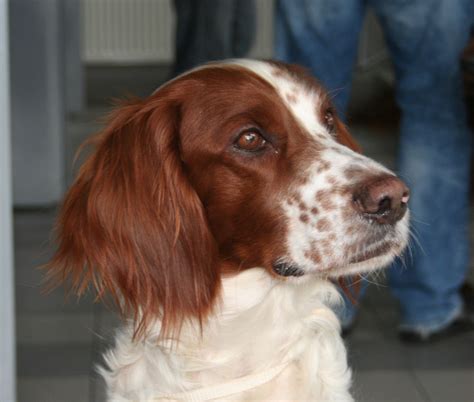 File:Rzeszów Irish Red and White Setter 1pl.jpg - Wikimedia Commons