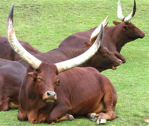 Ankole-Watusi Cattle: Origin, Characteristics, Uses