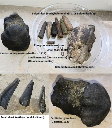 Late Cretaceous sediments and fossils (early early Maastrichtian) - Fossil Hunting Trips - The ...