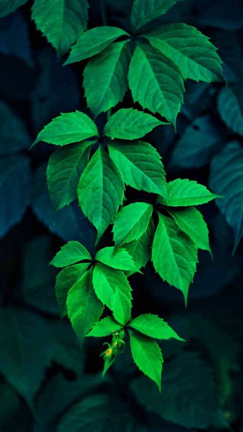 Download Green Leaves wallpaper by P3TR1T - c2 - Free on ZEDGE™ now. Browse millions of popular ...