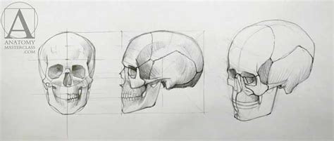 How to Draw a Skull - Anatomy course for artists