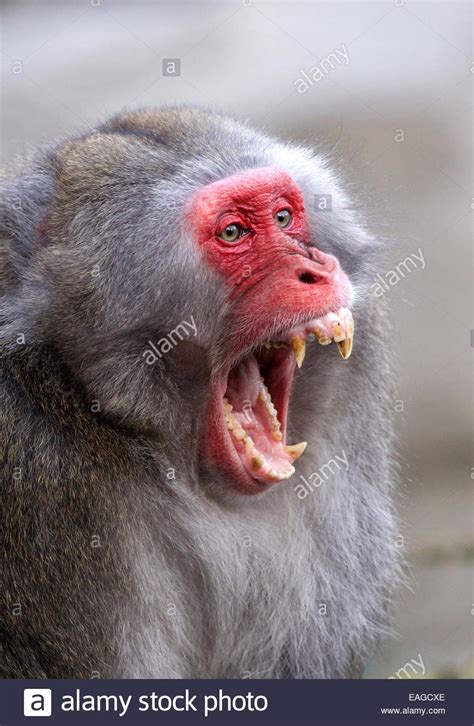 A male Japanese Macaque (Snow Monkey) bares his teeth Stock Photo: 75349414 - Alamy