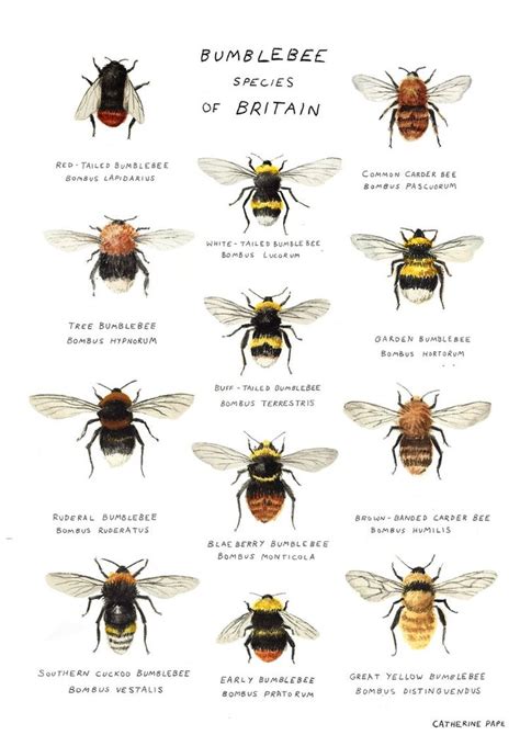 Bumblebee Species Art Print A4 Bee Poster - Etsy | Bumble bee, Bumble bee art, Bee