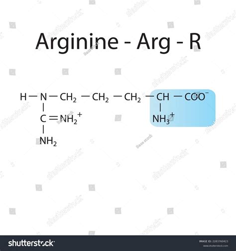 Arginine Arg R Amino Acid Structure Stock Vector (Royalty Free) 2283760423 | Shutterstock