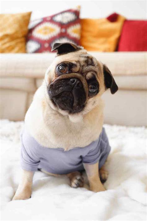 8 Most Interesting Pug Training Tips To Master