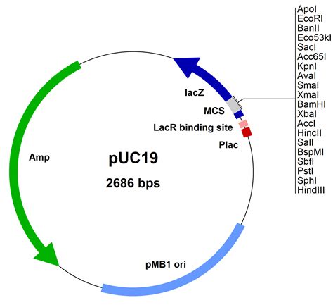 Cloning Vector (Plasmid) - Biology Ease