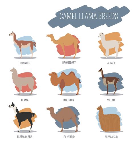 Camel and Llama Breeds Large Cotton Tea Towel - Etsy