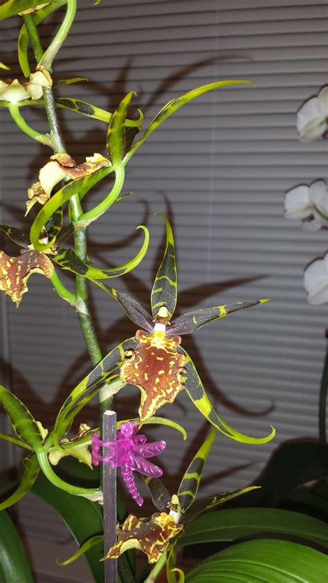 My Brassia (Spider Orchid) | Orquídeas, Flores orquideas, Flores