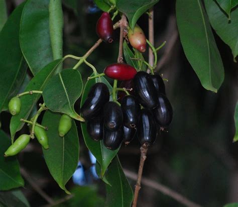 Fruit Warehouse: Jamblang ( Syzygium cumini )