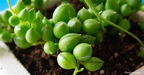 Growing String of Tears: How To Care For Senecio Herreianus Plants