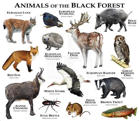 Animals of the Black Forest Poster Print - inkart