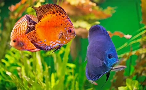 10 Simple Tips for Choosing Compatible Tank Mates - KaveMan Aquatics