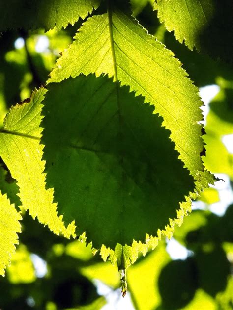 Overlapping Wych elm leaves – Ray Cannon's nature notes