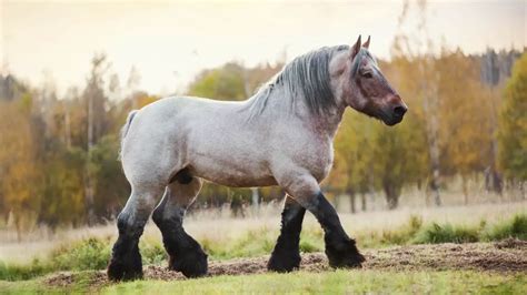 Belgian Draft Horse Facts And Information - Breed Profile - AHF