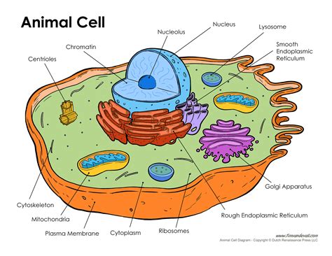 animal-cell-diagram – Tim's Printables