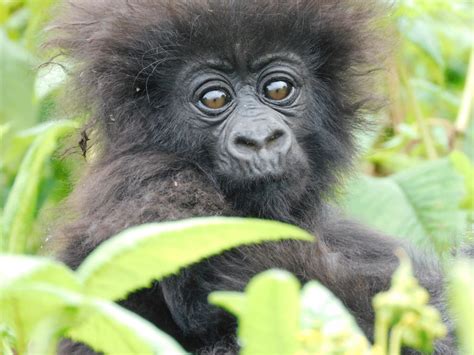 Twenty-Four Baby Gorillas to be Named During Kwita Izina 2021 - Dian Fossey Gorilla Fund