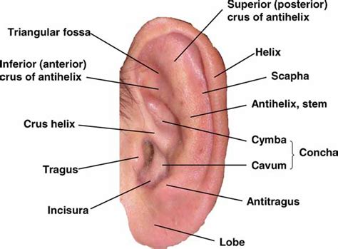 Elements of Morphology: Human Malformation Terminology