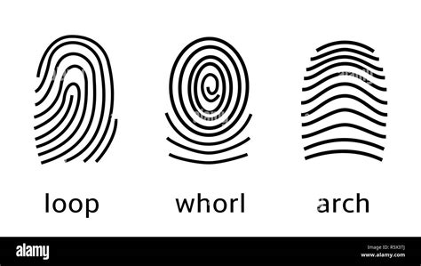 Three fingerprint types on white background. Loop, whorl, arch patterns ...