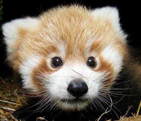 Thai Panda: Just too cute! Adorable red panda cubs born at British zoo that look like teddy ...