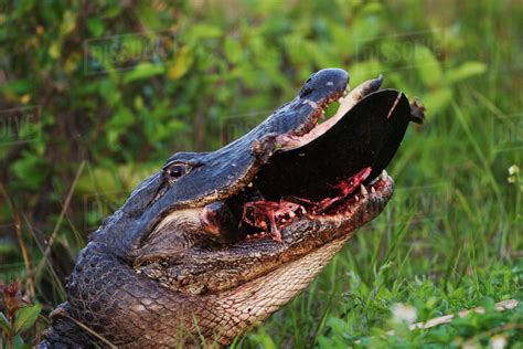 American Alligator eating soft shelled turtle, Alligator ...