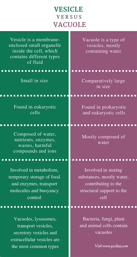 Difference Between Vesicle and Vacuole | Structure, Types, Functions, Comparison