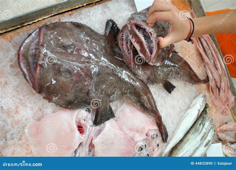 Angler Fish with an Open Mouth and Ragged Teeth - Close-up Stock Photo - Image of colossal ...