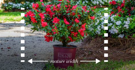 How To: A Garden Guide to Spacing Shrubs | Encore Azalea