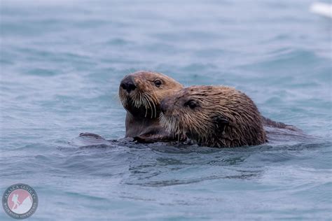 Sea Otter of Alaska - Alaska.Guide