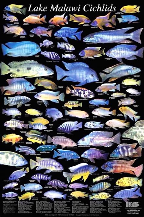 Lake Malawi Cichlid Types | Cichlid aquarium, African cichlids, Cichlids