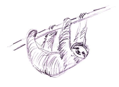 Graphic Drawing Sloth Hanging On A Branch On A White Stock Illustration - Illustration of ...