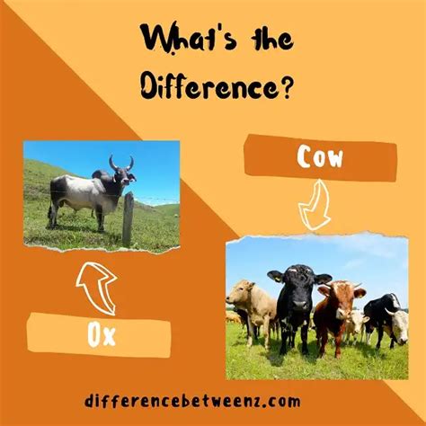 Difference between Ox and Cow - Difference Betweenz