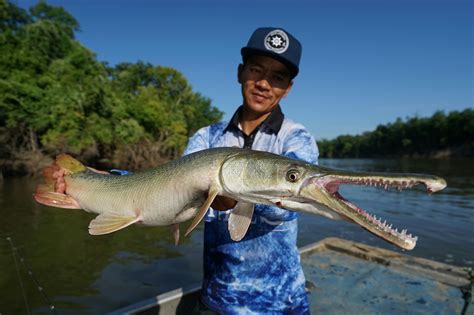 Debunking Alligator Gar Myths: TPWD Aims to Educate and Mitigate Fears