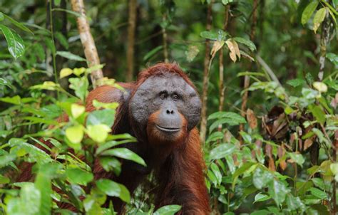 PIONEERING ORANG-UTAN GENETICS PROJECT COMES TO THE WNPRC – Wisconsin ...