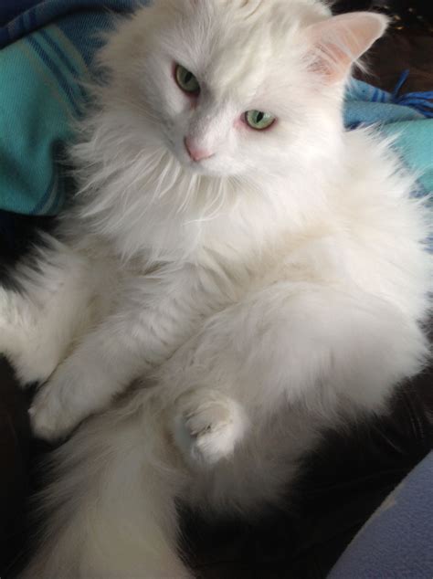 New pic! Turkish Angora White cat... So pretty! | Angora cats, Turkish angora cat, Gorgeous cats