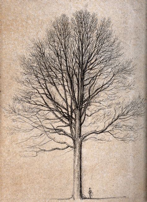 Outline of a tall tree, dwarfing figure at its base. Pencil drawing. | Wellcome Collection