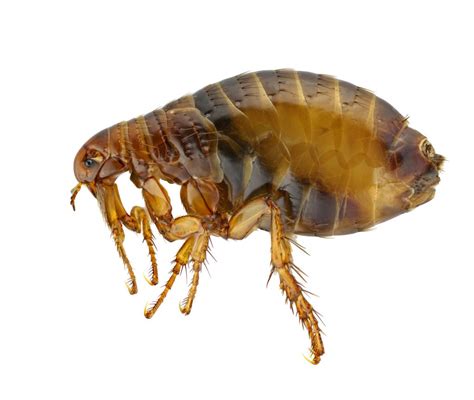 Flea Infestation Treatment - Cheap Pest Control Brisbane