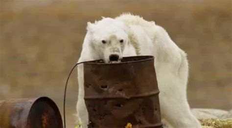 Heartbreaking Video Shows A Starving Polar Bear Clinging To Life On Ice ...